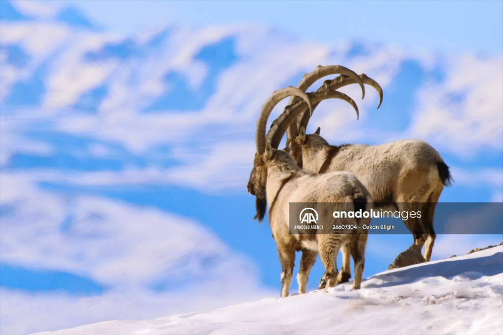 Herds of wild goats on Mount Pagan in Turkiye's Van