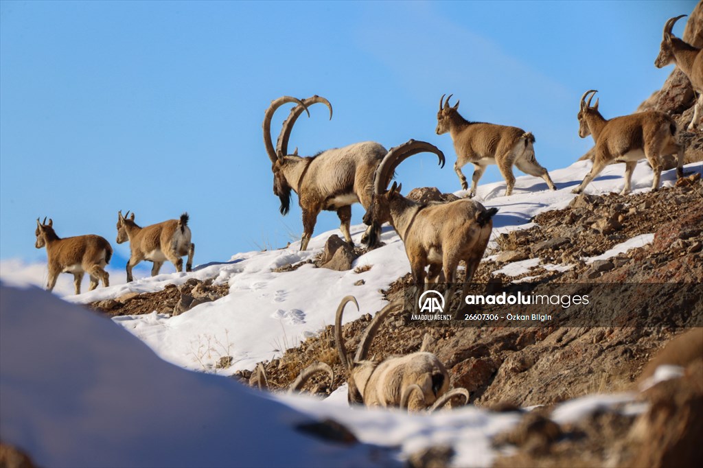 Herds of wild goats on Mount Pagan in Turkiye's Van