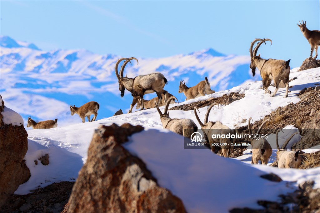 Herds of wild goats on Mount Pagan in Turkiye's Van
