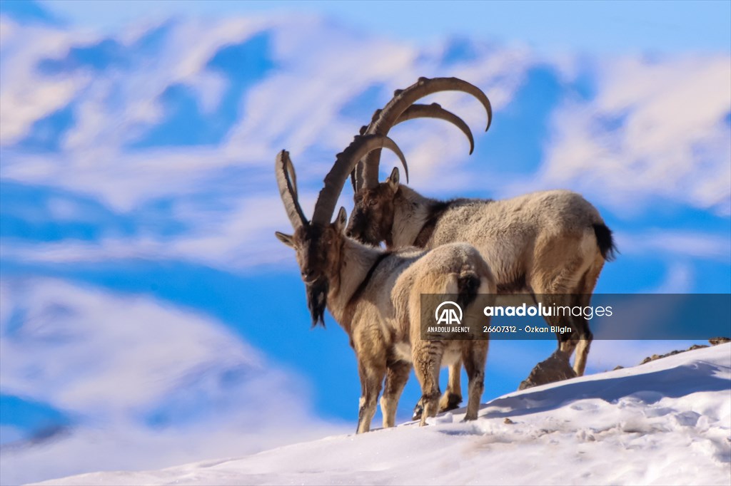 Herds of wild goats on Mount Pagan in Turkiye's Van