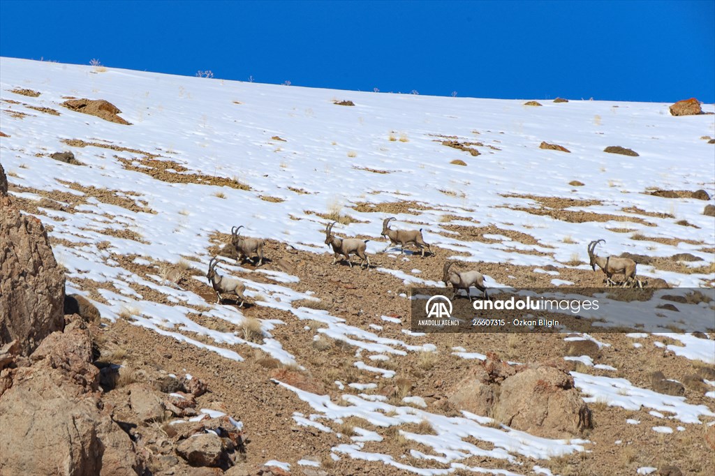 Herds of wild goats on Mount Pagan in Turkiye's Van
