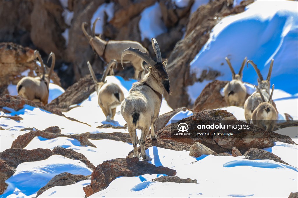 Herds of wild goats on Mount Pagan in Turkiye's Van