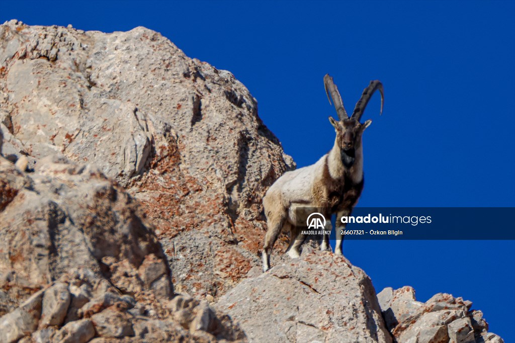 Herds of wild goats on Mount Pagan in Turkiye's Van