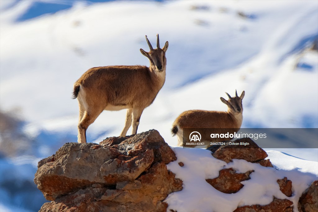 Herds of wild goats on Mount Pagan in Turkiye's Van