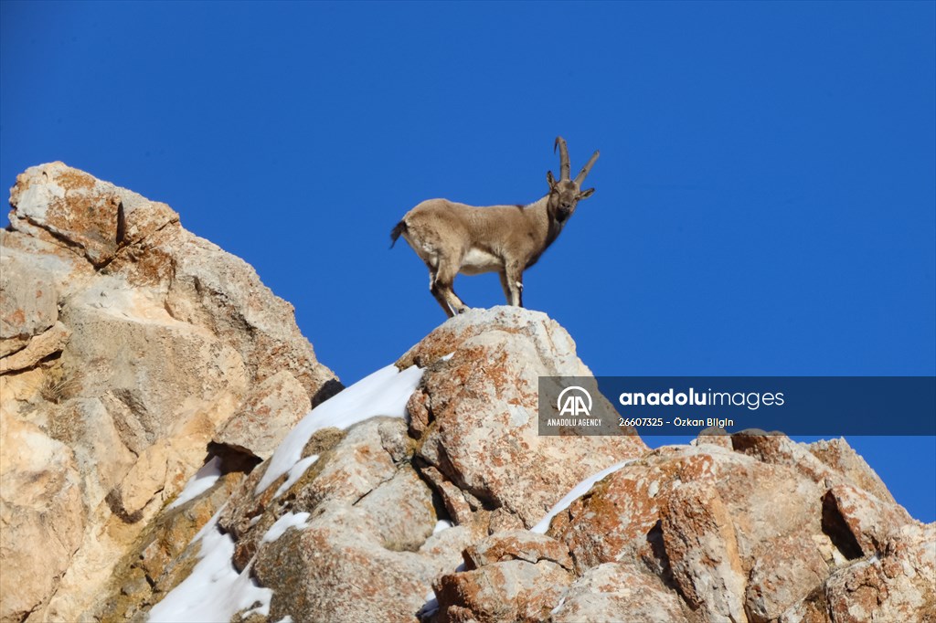 Herds of wild goats on Mount Pagan in Turkiye's Van