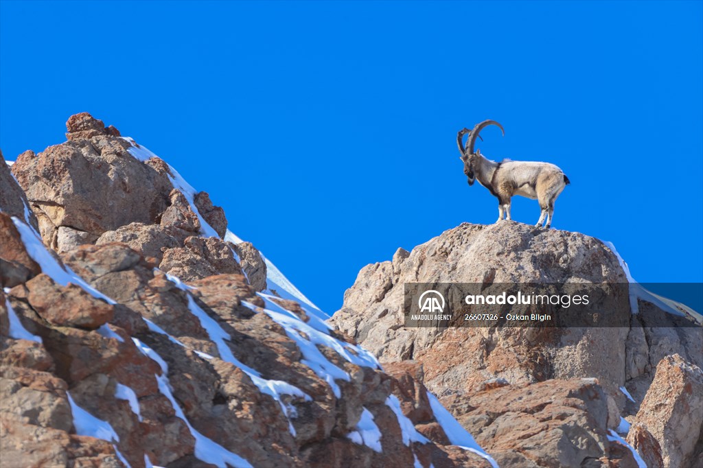 Herds of wild goats on Mount Pagan in Turkiye's Van