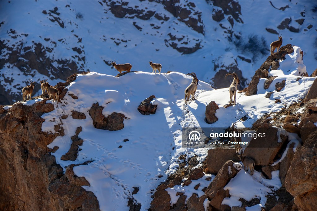 Herds of wild goats on Mount Pagan in Turkiye's Van