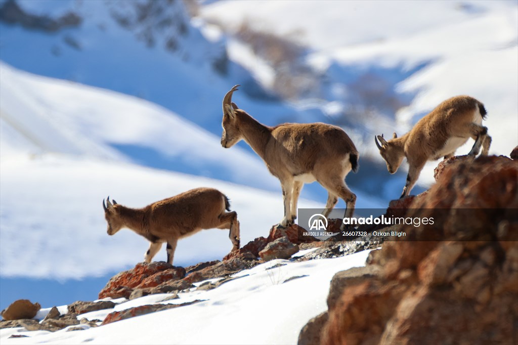 Herds of wild goats on Mount Pagan in Turkiye's Van