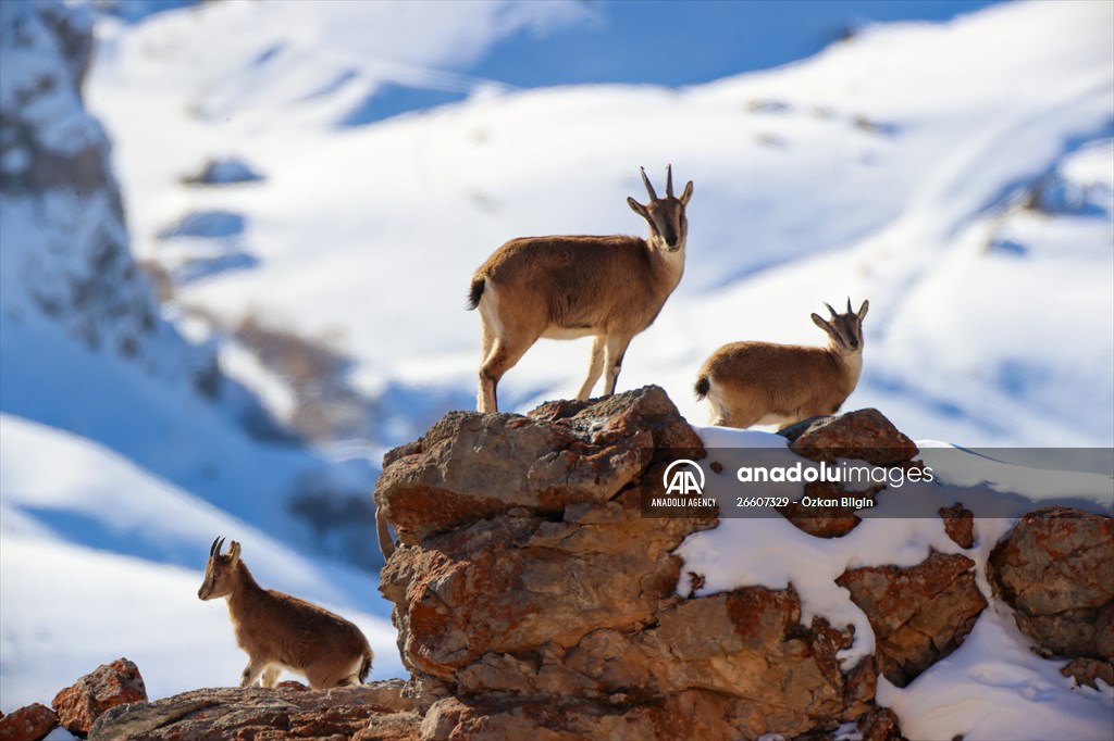 Herds of wild goats on Mount Pagan in Turkiye's Van