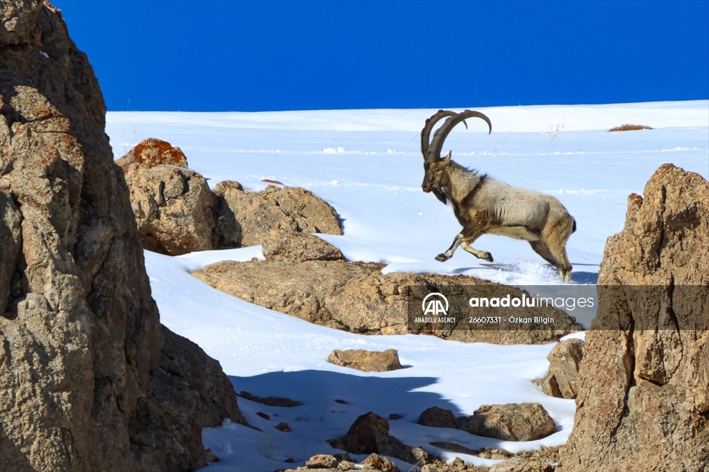 Herds of wild goats on Mount Pagan in Turkiye's Van