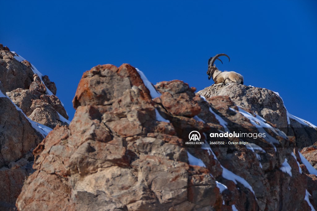 Herds of wild goats on Mount Pagan in Turkiye's Van