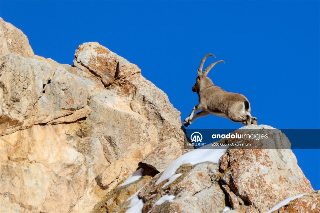 Herds of wild goats on Mount Pagan in Turkiye's Van