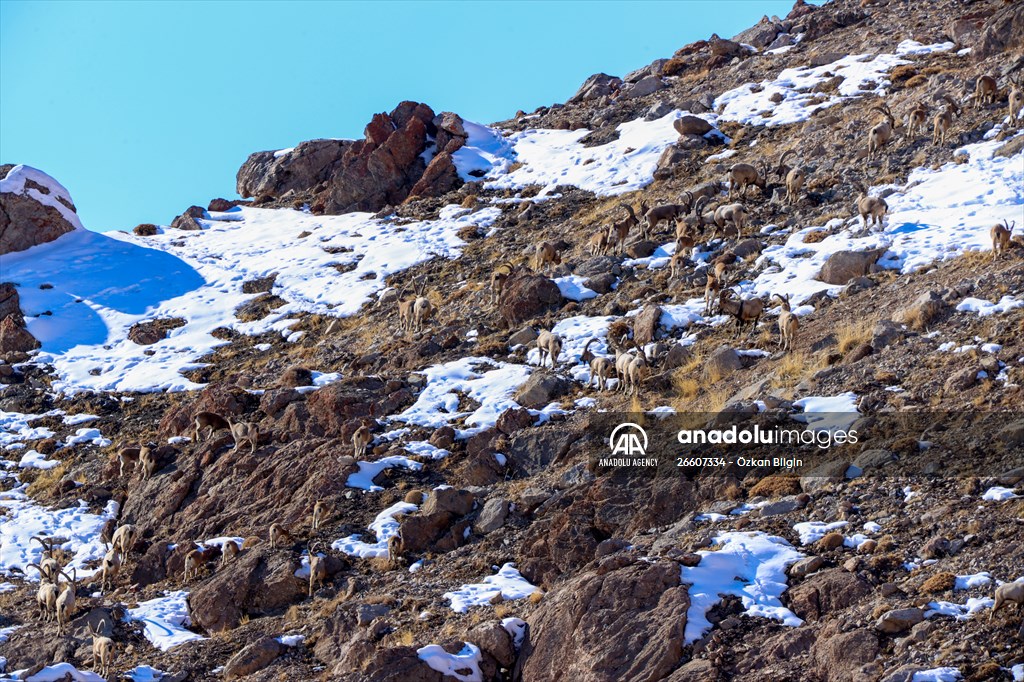 Herds of wild goats on Mount Pagan in Turkiye's Van