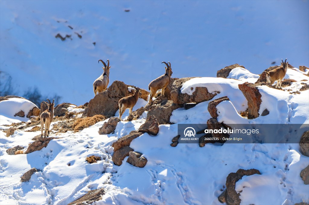 Herds of wild goats on Mount Pagan in Turkiye's Van