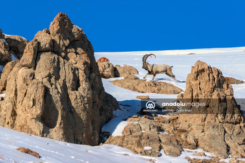 Herds of wild goats on Mount Pagan in Turkiye's Van
