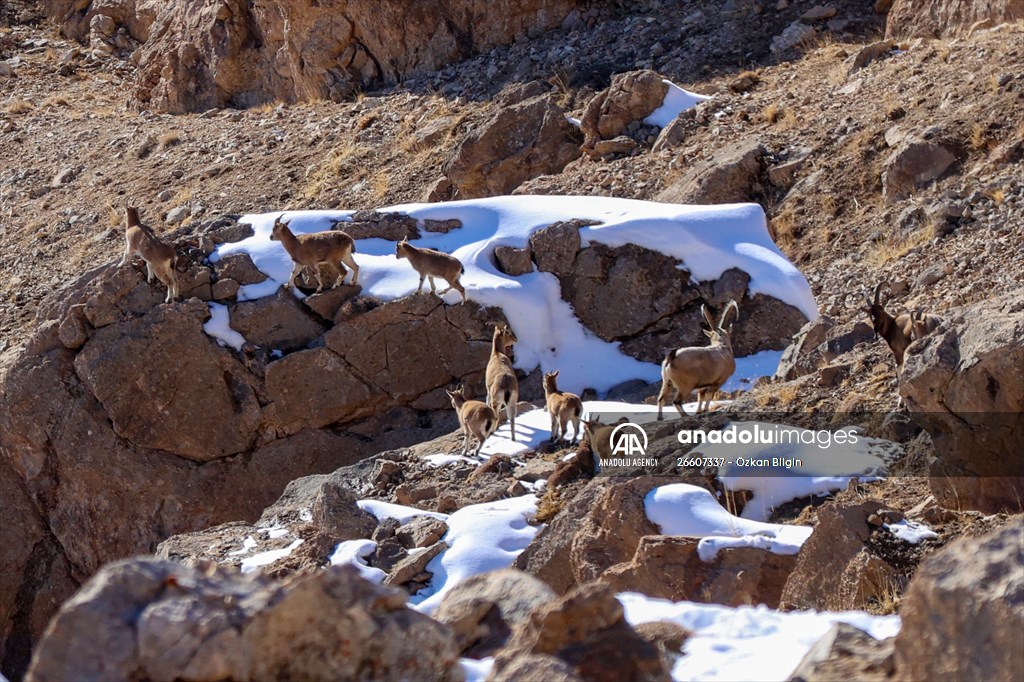 Herds of wild goats on Mount Pagan in Turkiye's Van