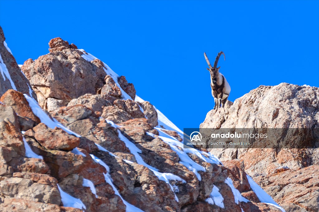 Herds of wild goats on Mount Pagan in Turkiye's Van