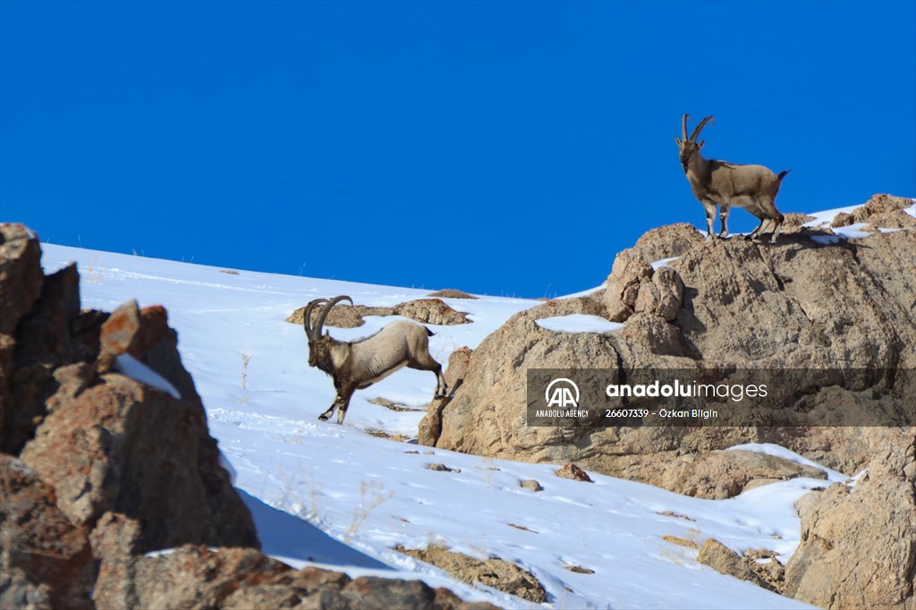 Herds of wild goats on Mount Pagan in Turkiye's Van