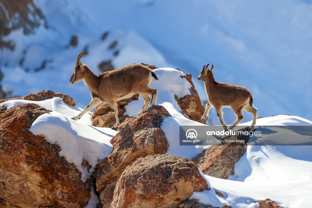 Herds of wild goats on Mount Pagan in Turkiye's Van