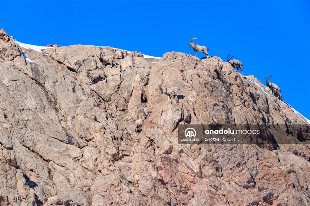 Herds of wild goats on Mount Pagan in Turkiye's Van