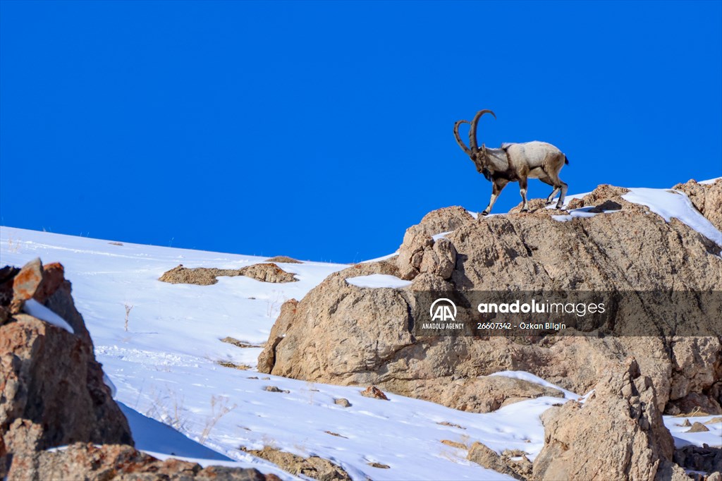 Herds of wild goats on Mount Pagan in Turkiye's Van
