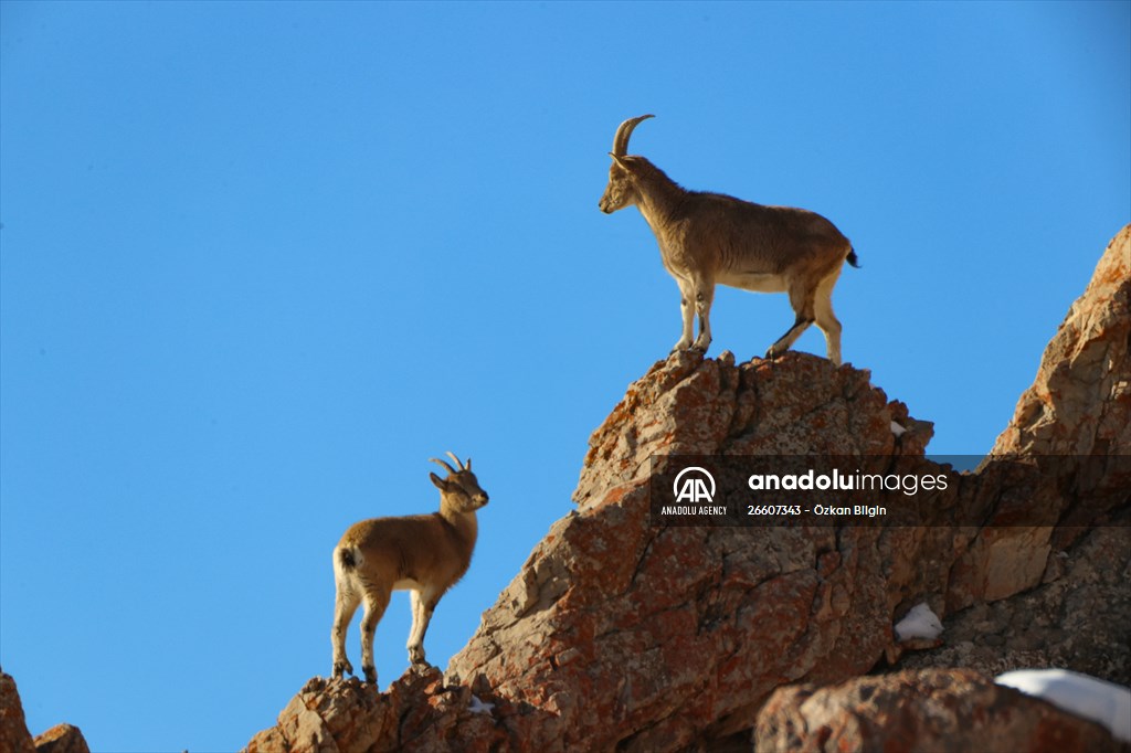 Herds of wild goats on Mount Pagan in Turkiye's Van