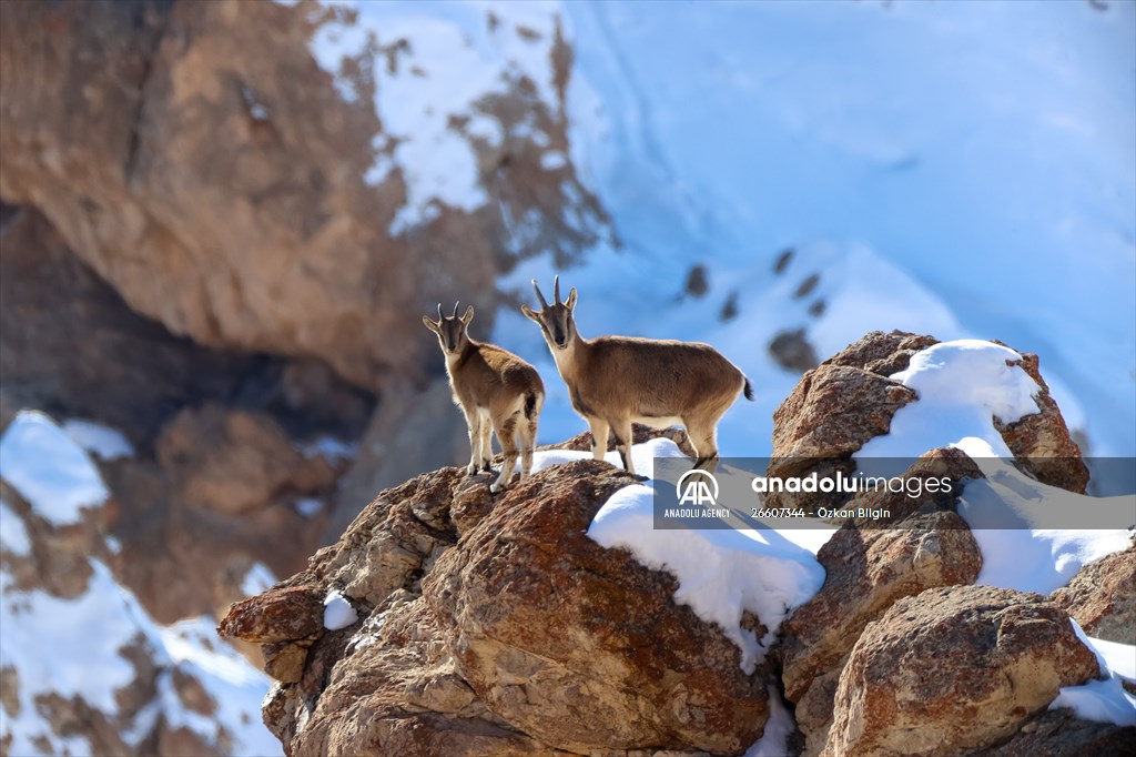 Herds of wild goats on Mount Pagan in Turkiye's Van