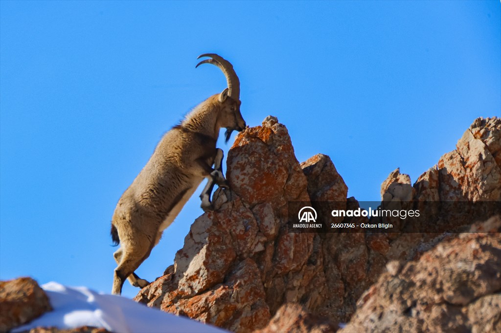 Herds of wild goats on Mount Pagan in Turkiye's Van