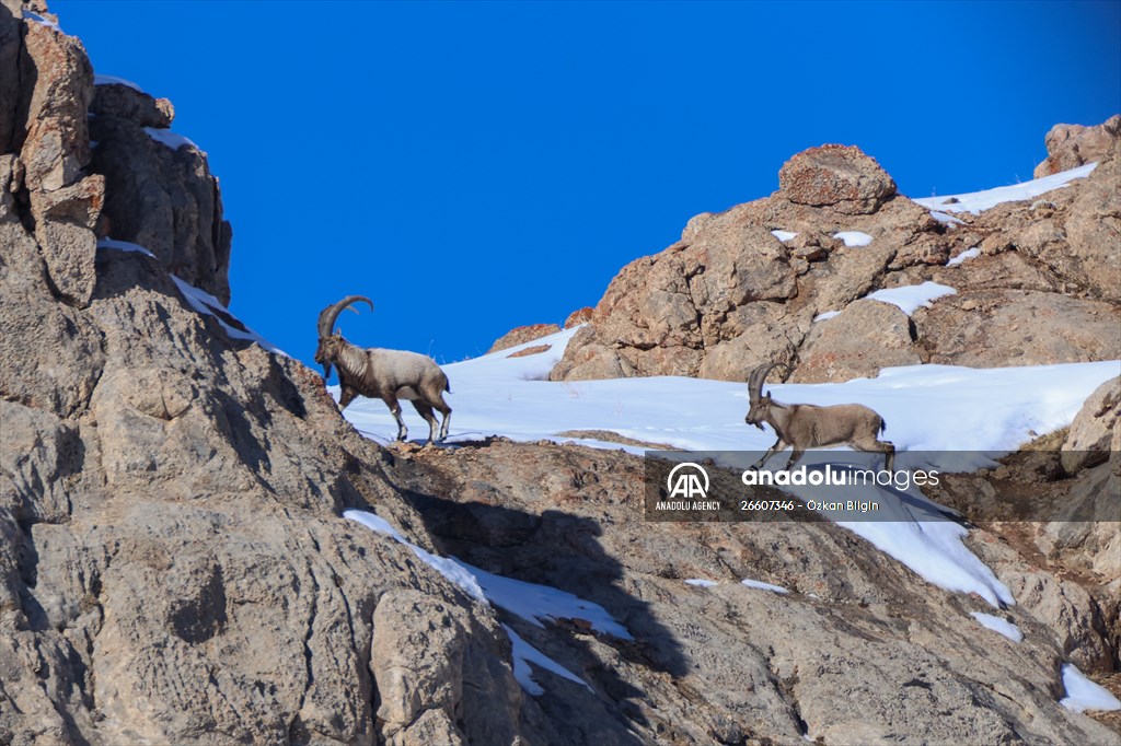Herds of wild goats on Mount Pagan in Turkiye's Van