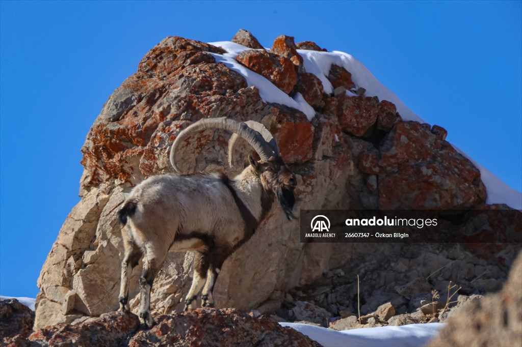 Herds of wild goats on Mount Pagan in Turkiye's Van