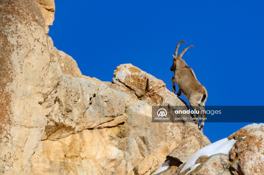 Herds of wild goats on Mount Pagan in Turkiye's Van