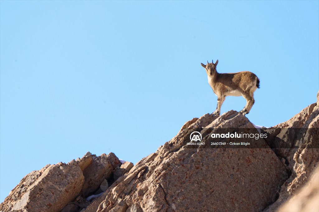 Herds of wild goats on Mount Pagan in Turkiye's Van