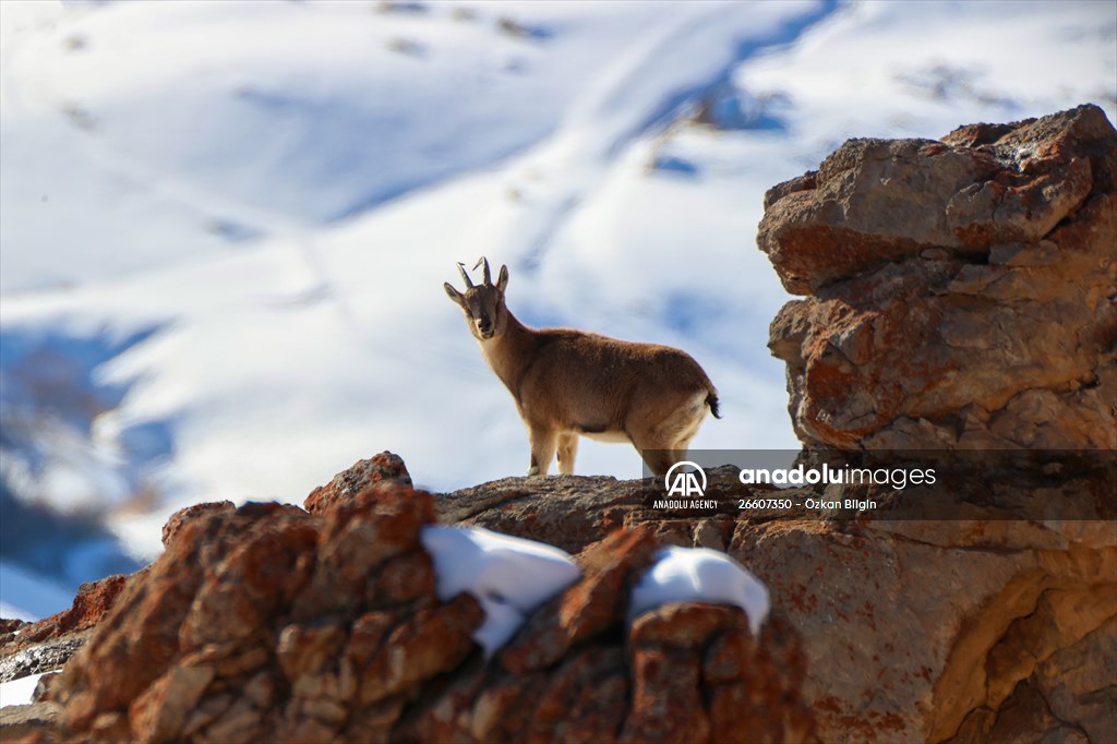 Herds of wild goats on Mount Pagan in Turkiye's Van