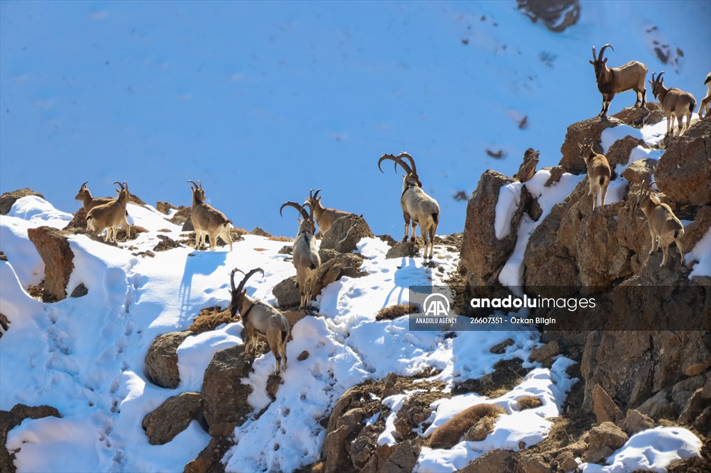 Herds of wild goats on Mount Pagan in Turkiye's Van
