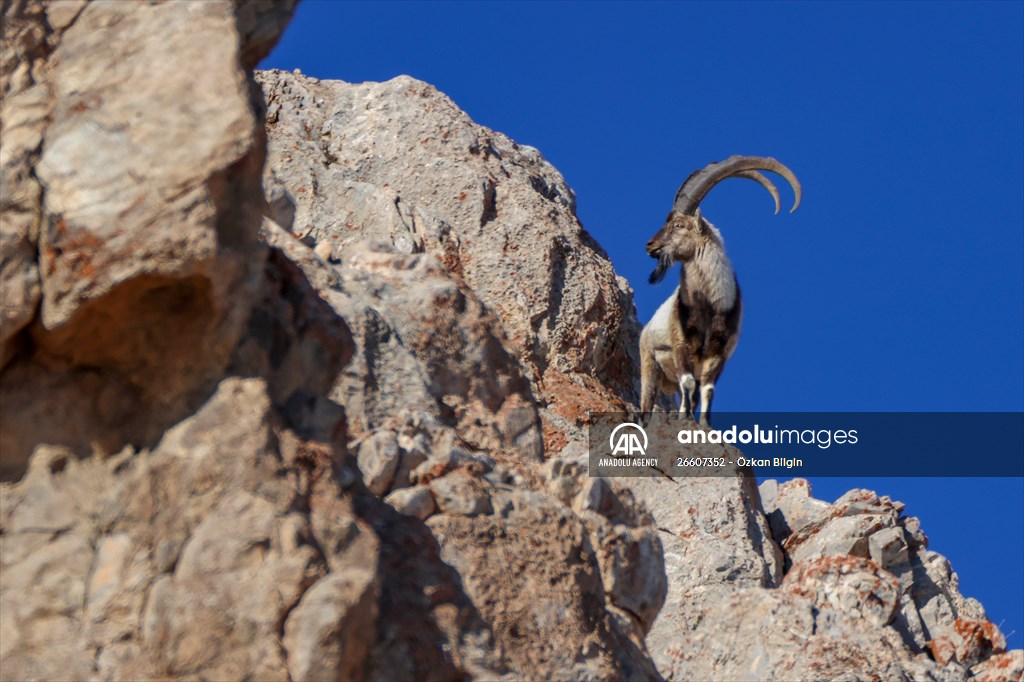 Herds of wild goats on Mount Pagan in Turkiye's Van