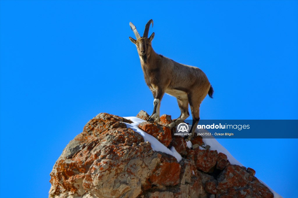 Herds of wild goats on Mount Pagan in Turkiye's Van