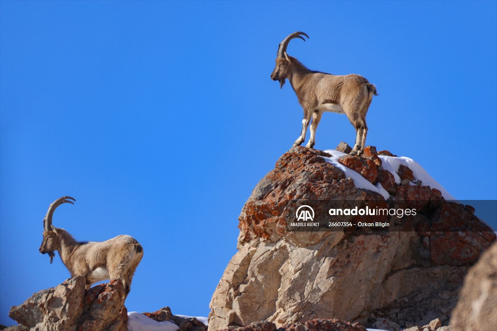 Herds of wild goats on Mount Pagan in Turkiye's Van