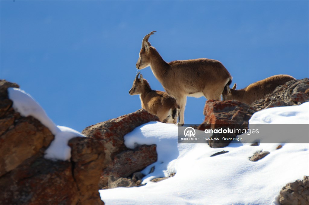 Herds of wild goats on Mount Pagan in Turkiye's Van