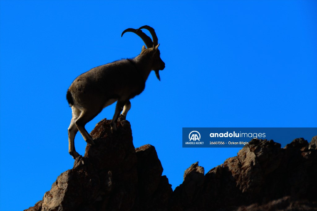 Herds of wild goats on Mount Pagan in Turkiye's Van