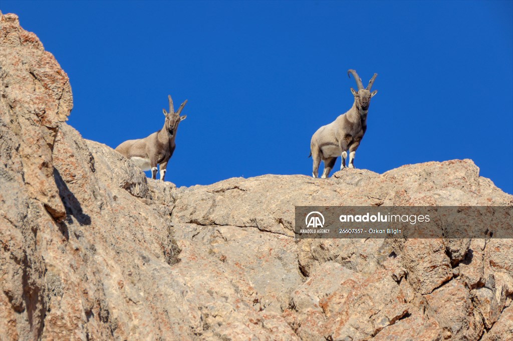 Herds of wild goats on Mount Pagan in Turkiye's Van
