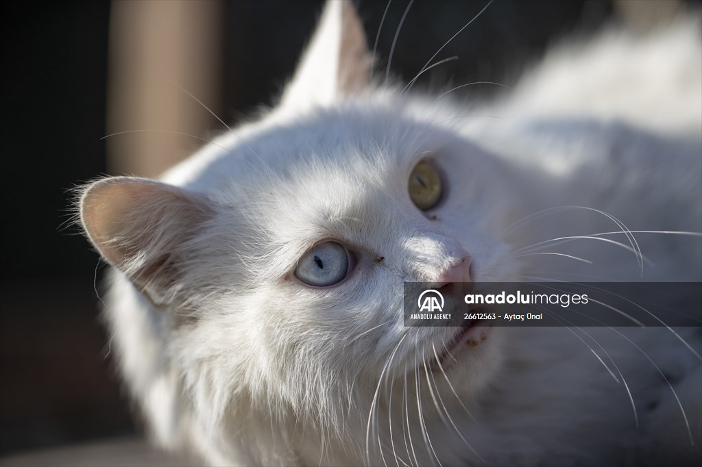 Ankara's iconic animals: Angora cat, Angora rabbit and Angora goat