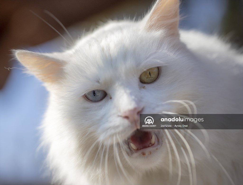 Ankara's iconic animals: Angora cat, Angora rabbit and Angora goat