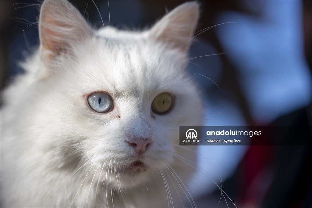 Ankara's iconic animals: Angora cat, Angora rabbit and Angora goat