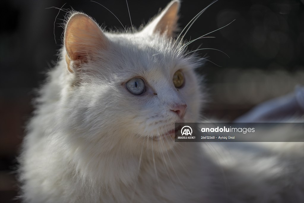 Ankara's iconic animals: Angora cat, Angora rabbit and Angora goat