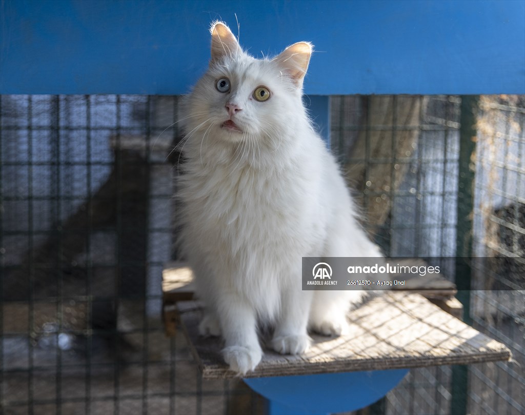 Ankara's iconic animals: Angora cat, Angora rabbit and Angora goat