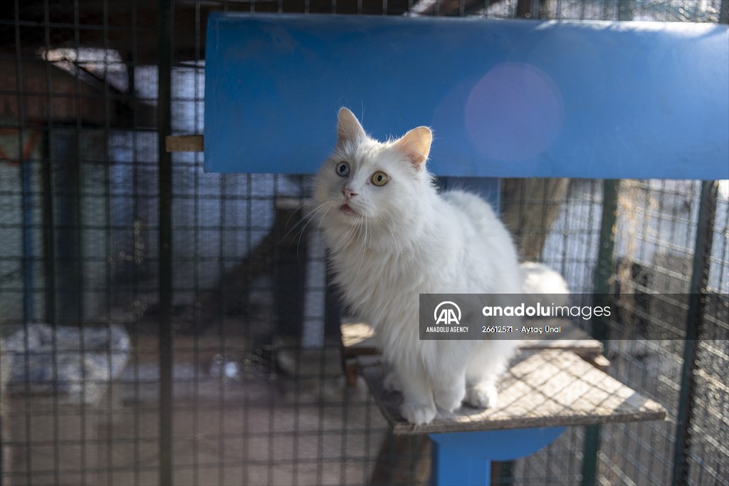 Ankara's iconic animals: Angora cat, Angora rabbit and Angora goat