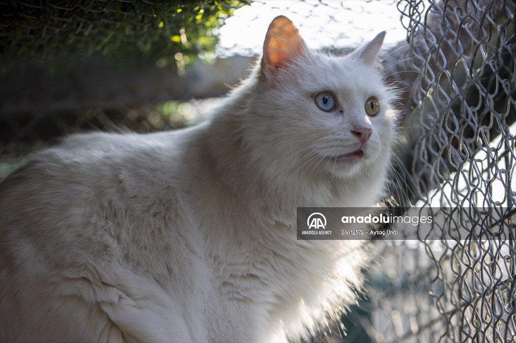 Ankara's iconic animals: Angora cat, Angora rabbit and Angora goat