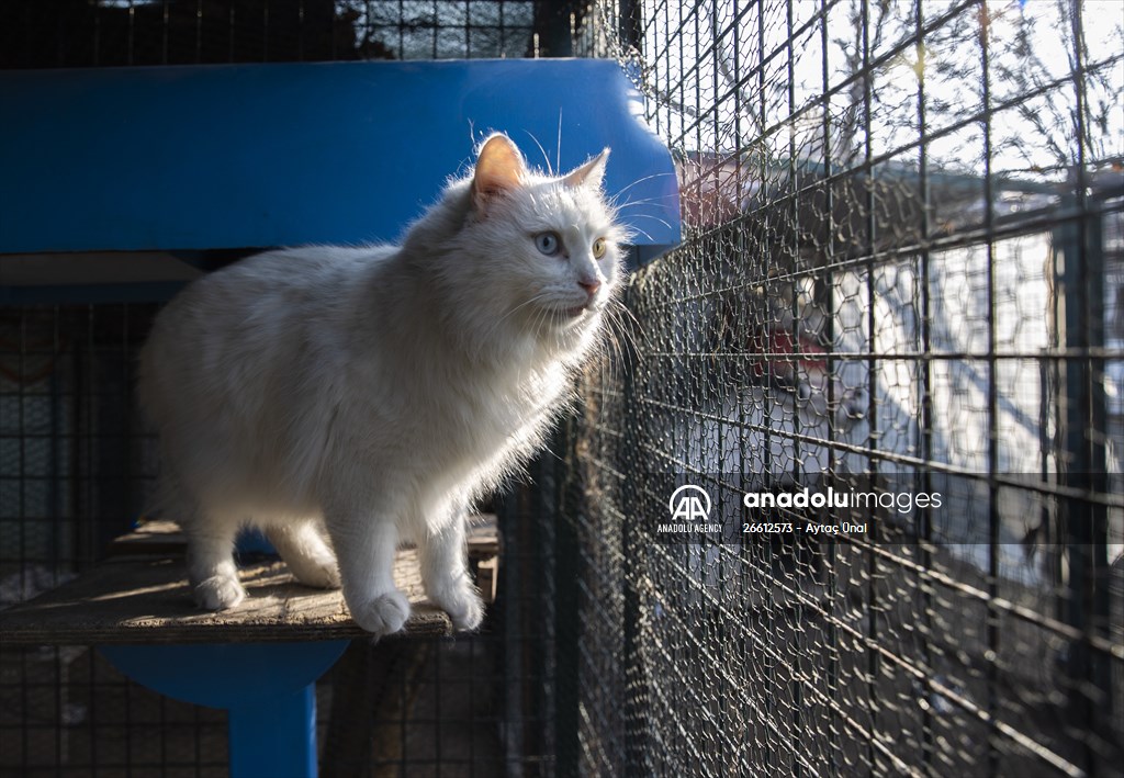 Ankara's iconic animals: Angora cat, Angora rabbit and Angora goat