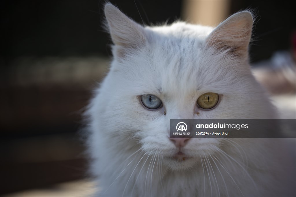 Ankara's iconic animals: Angora cat, Angora rabbit and Angora goat