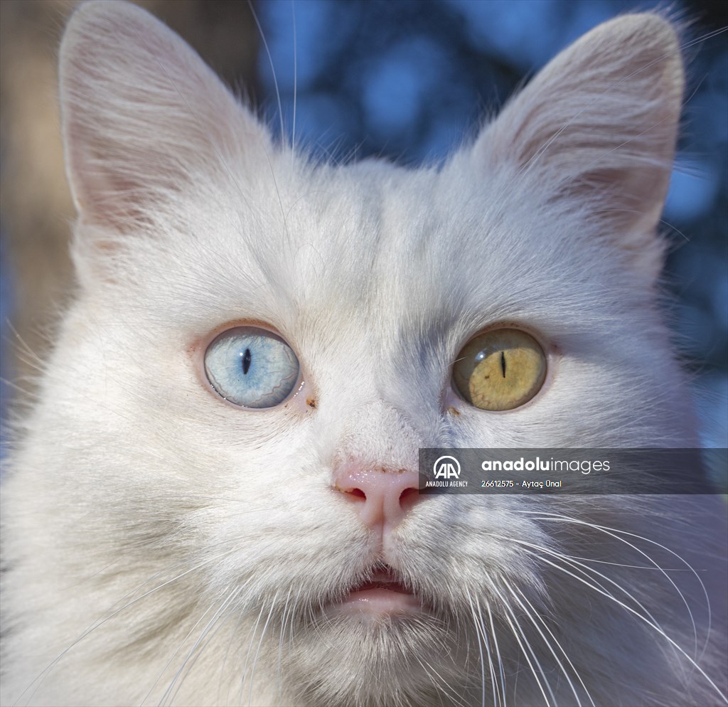 Ankara's iconic animals: Angora cat, Angora rabbit and Angora goat